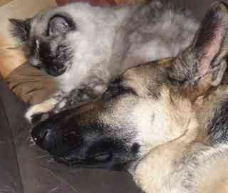 Mia and Fluffy taking a power nap